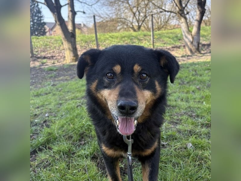 Rex ein gutmütiger Rüde