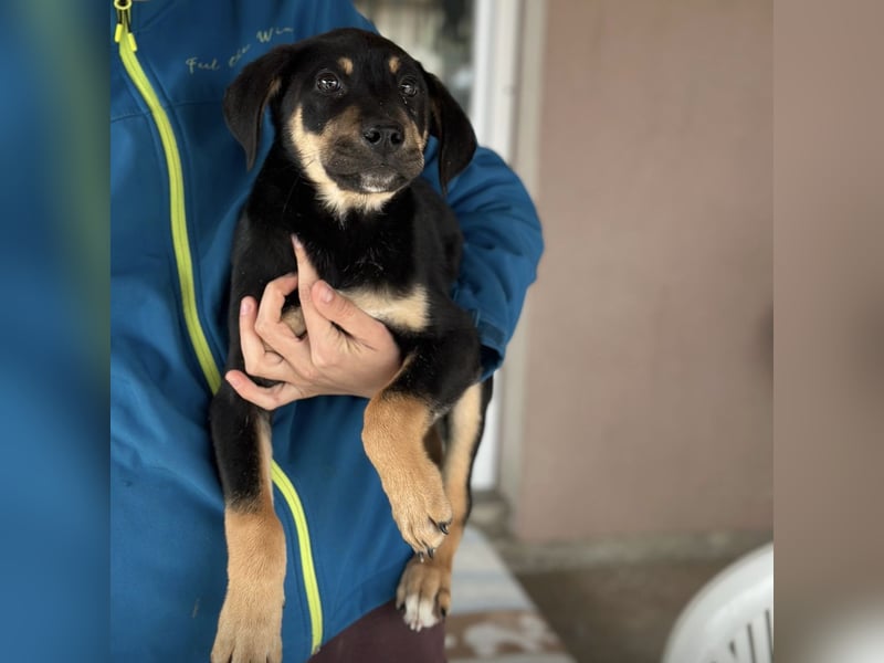 Roco ein kleiner sanfter Engel