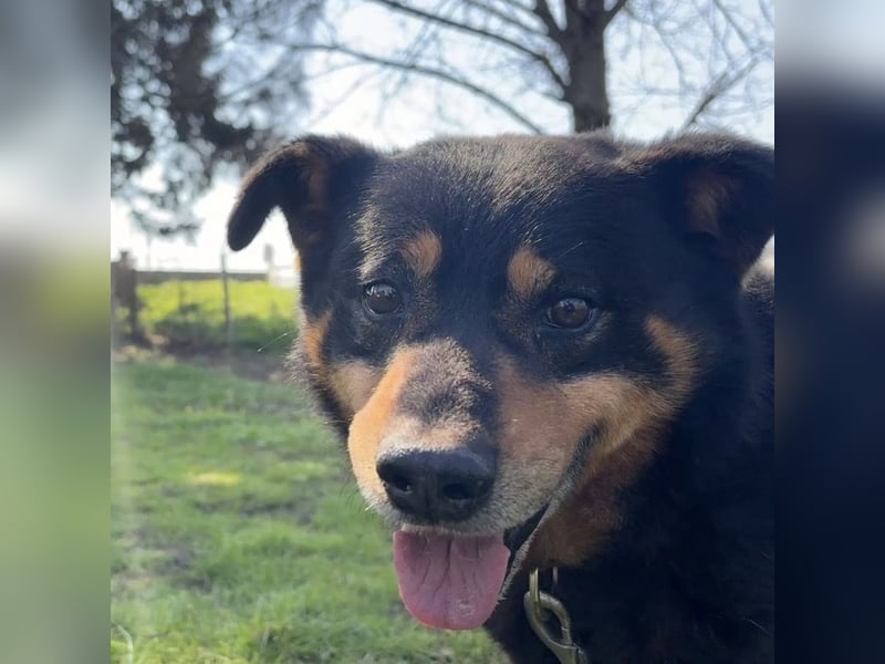 Rex ein gutmütiger Rüde