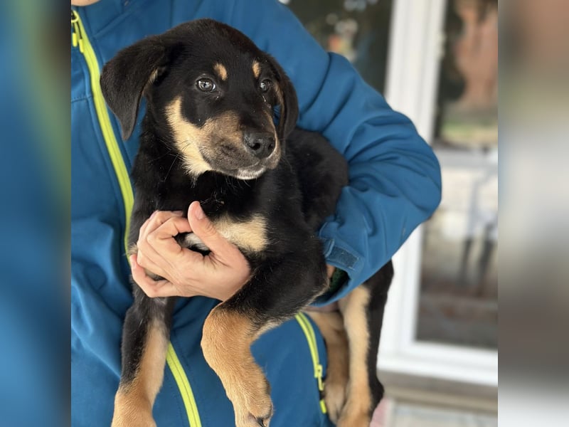 Roco ein kleiner sanfter Engel