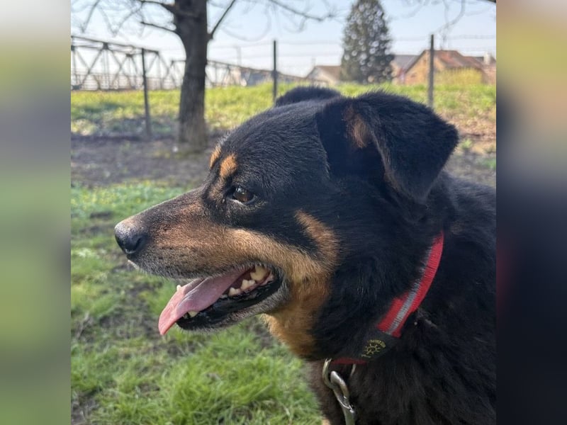 Rex ein gutmütiger Rüde