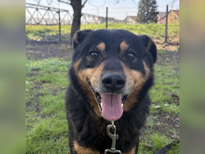 Rex ein gutmütiger Rüde