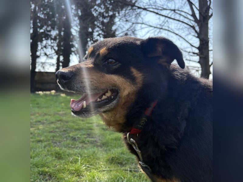 Rex ein gutmütiger Rüde