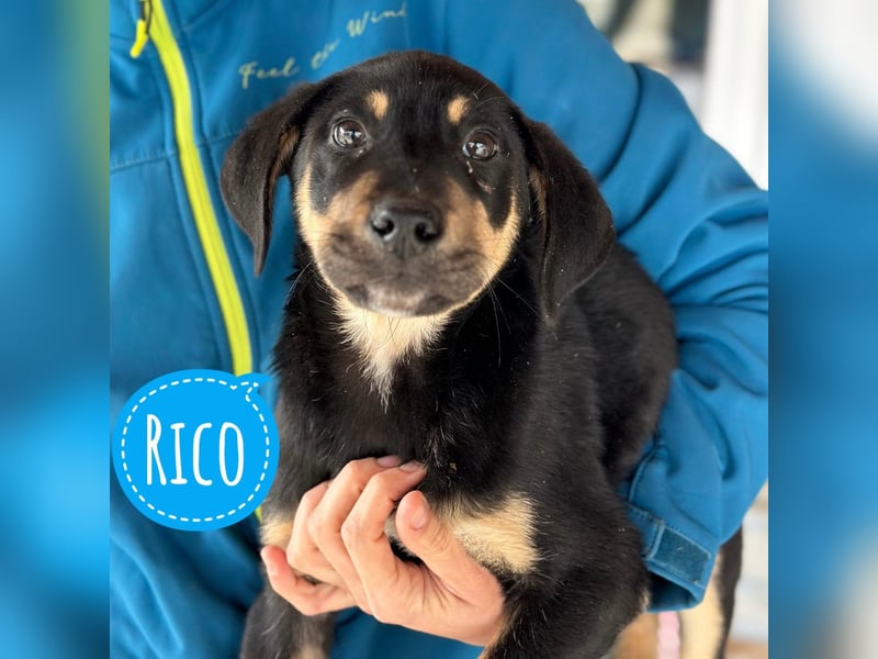 Roco ein kleiner sanfter Engel