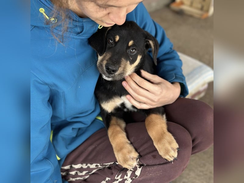 Roco ein kleiner sanfter Engel