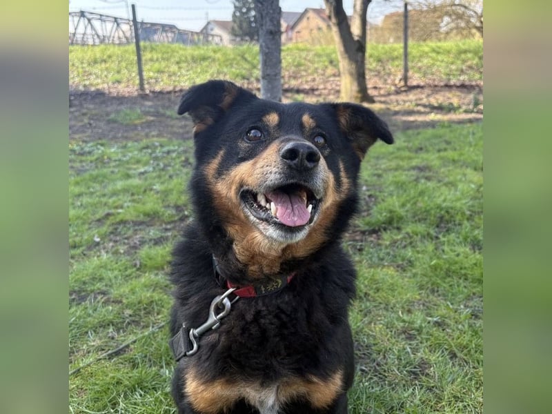 Rex ein gutmütiger Rüde