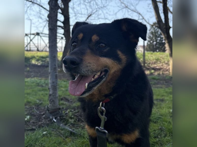 Rex ein gutmütiger Rüde