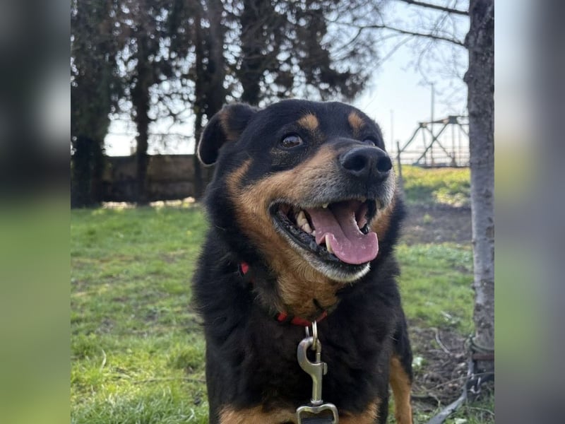 Rex ein gutmütiger Rüde