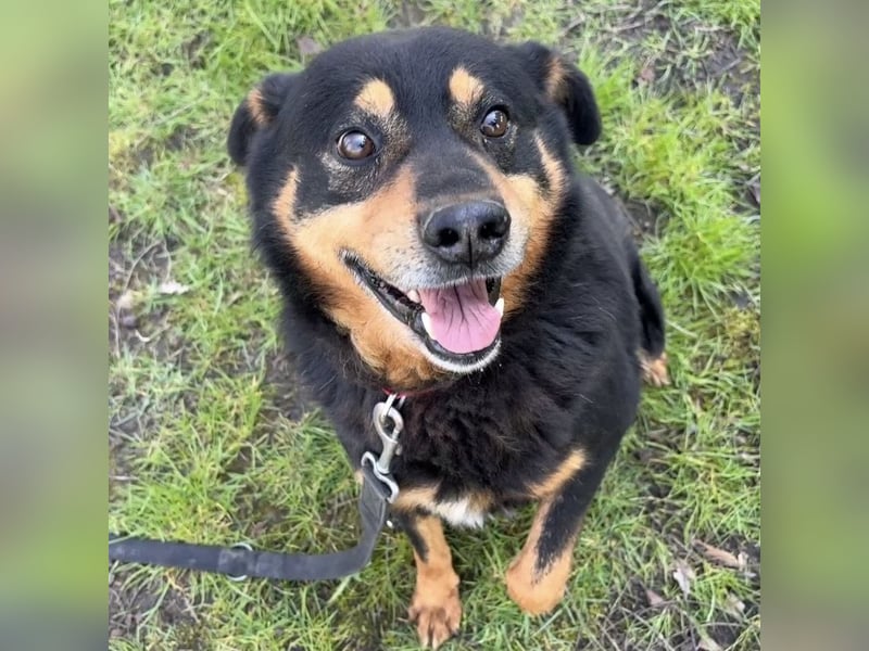 Rex ein gutmütiger Rüde