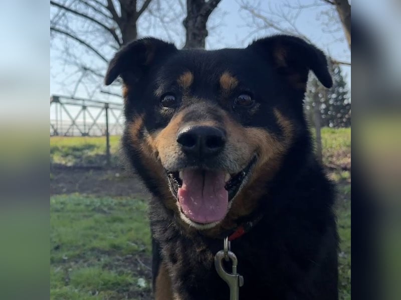 Rex ein gutmütiger Rüde