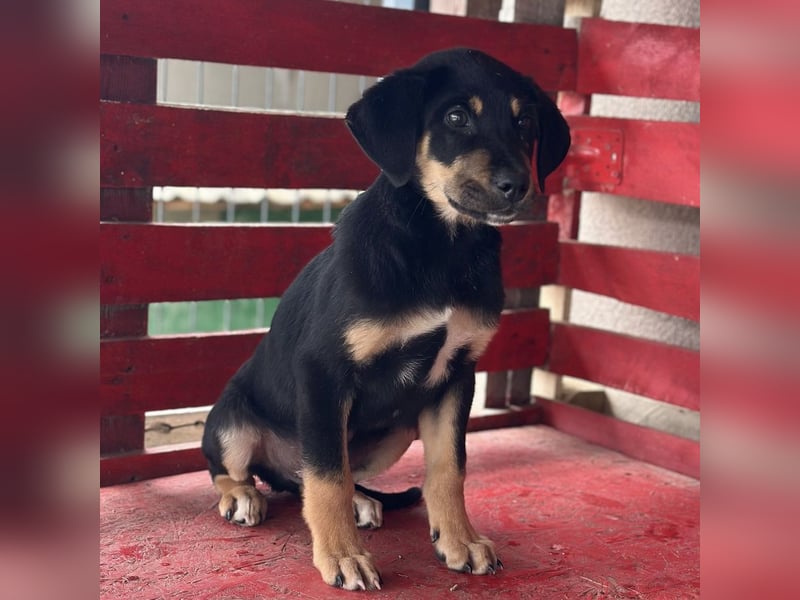 Roco ein kleiner sanfter Engel