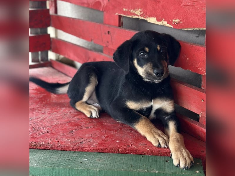 Roco ein kleiner sanfter Engel