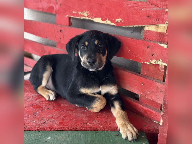 Roco ein kleiner sanfter Engel