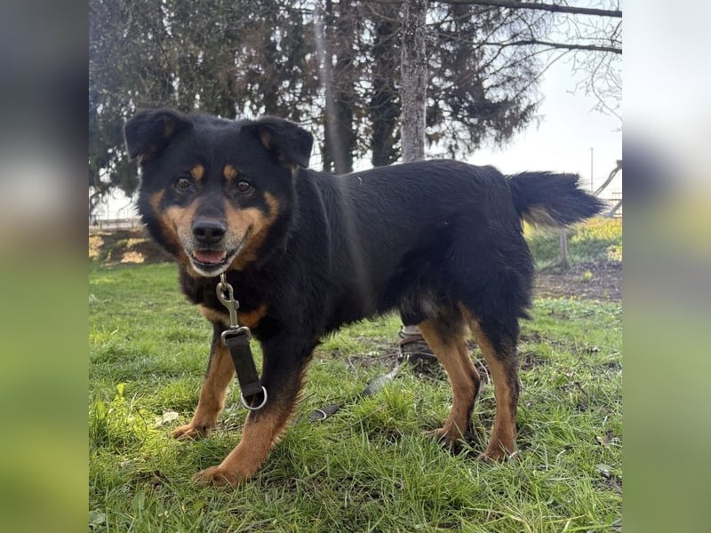 Rex ein gutmütiger Rüde