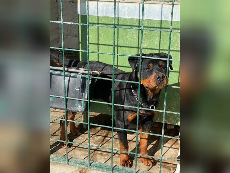 Powerpaket Luigi sucht aktive Menschen