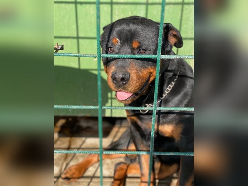 Powerpaket Luigi sucht aktive Menschen