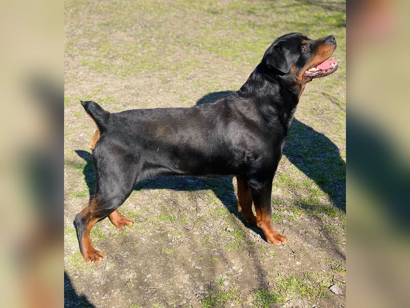 Baro LM Raus aus dem Heim rein ins Herz