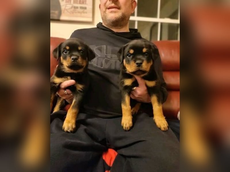 Rottweiler  Hündin – geimpft, entwurmt, gechipt, mit EU-Heimtierausweis