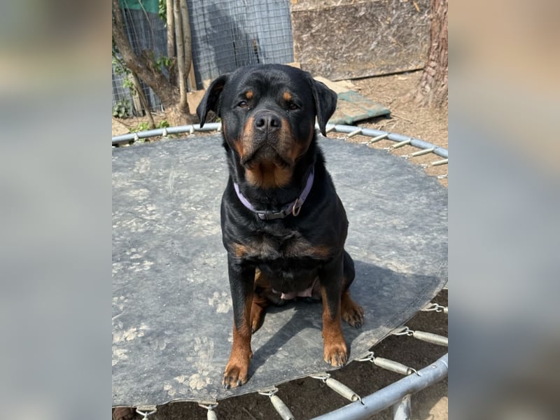 Schweren Herzens suchen wir für unsere geliebte dreijährige Rottweiler-Hündin ein neues Zuhause