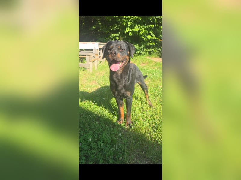 Rottweiler