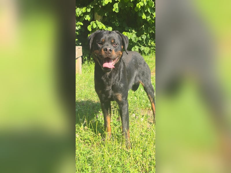 Rottweiler