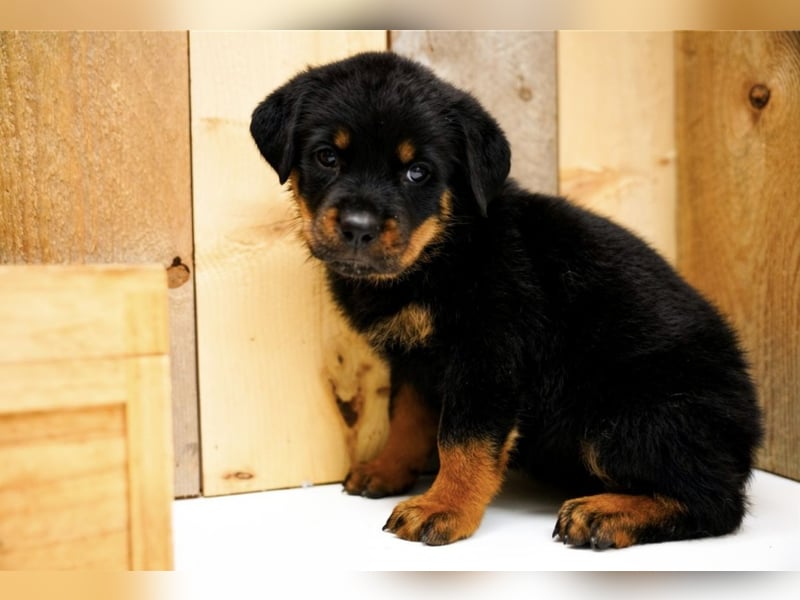 Rottweiler Welpen treue Freunde fürs Leben