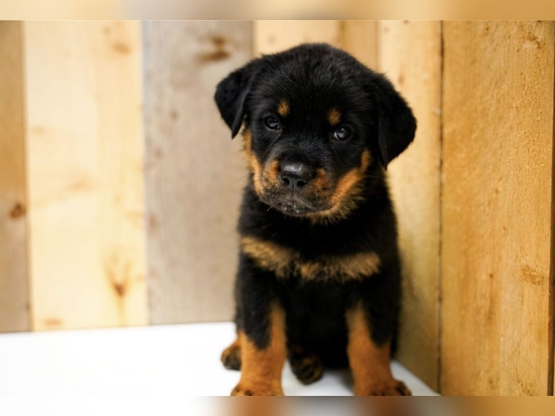 Rottweiler Welpen treue Freunde fürs Leben