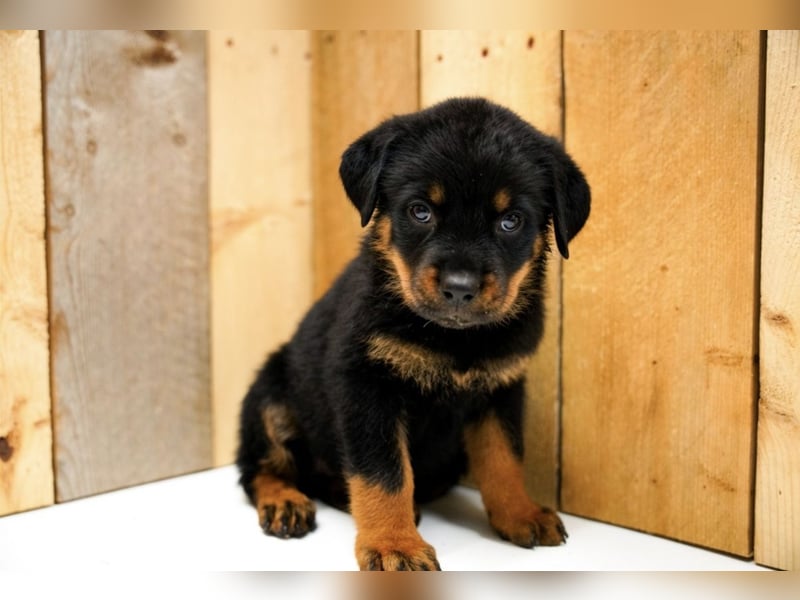 Rottweiler Welpen treue Freunde fürs Leben