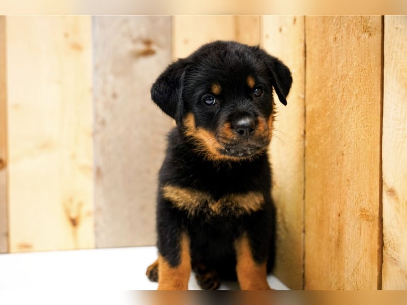 Rottweiler Welpen treue Freunde fürs Leben