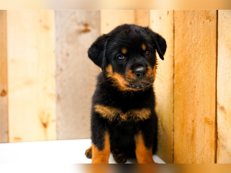 Rottweiler Welpen treue Familienbegleiter suchen ihr Zuhause