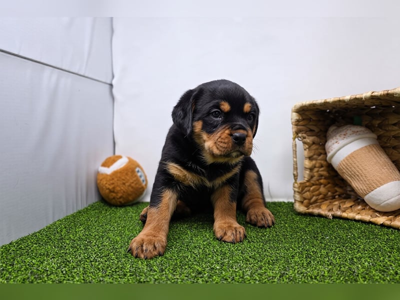 Rottweiler welpen