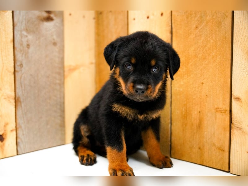 Rottweiler Welpen treu, aufmerksam und familienbezogen