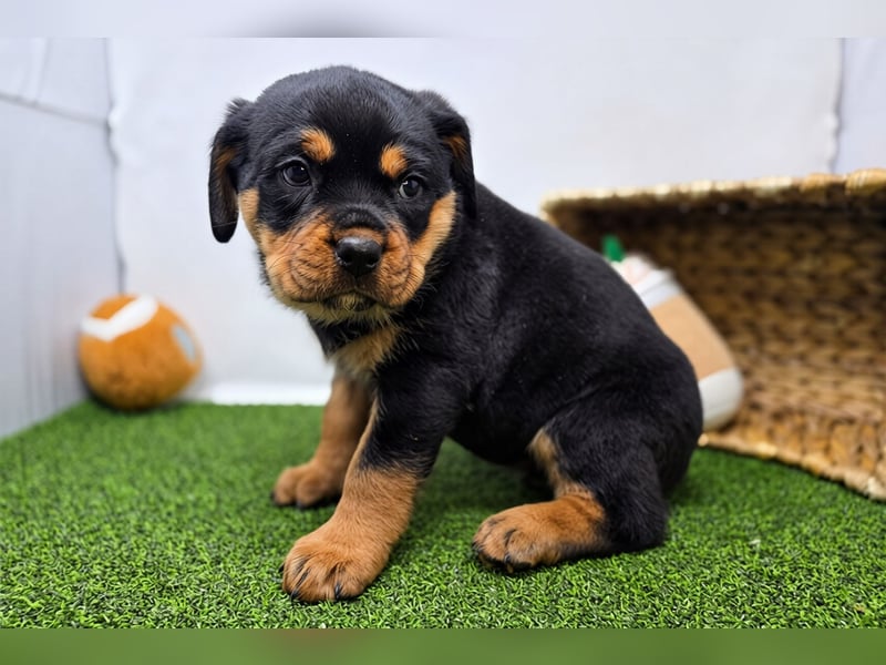 Rottweiler welpen