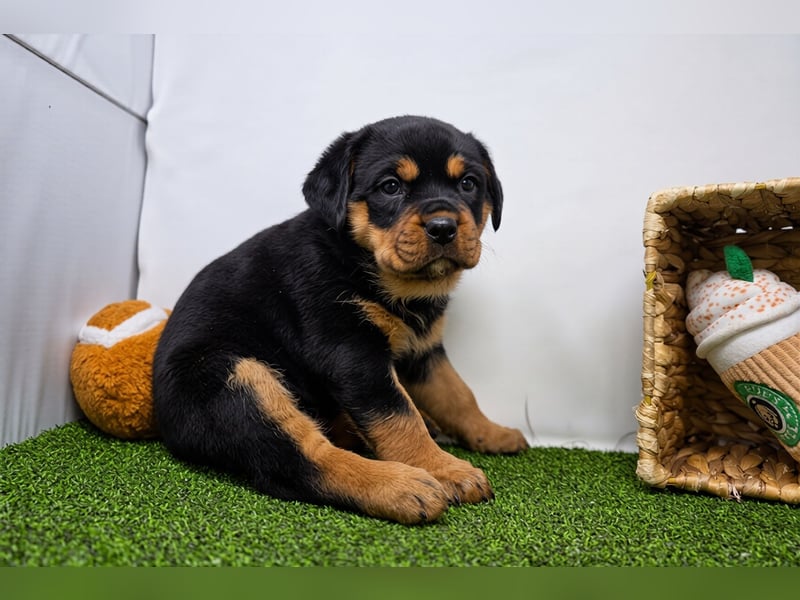 Rottweiler welpen