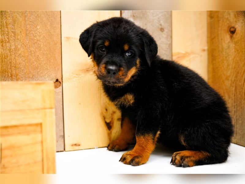Rottweiler Welpen treu, aufmerksam und familienbezogen