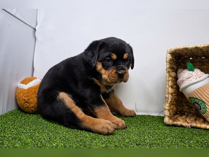 Rottweiler welpen
