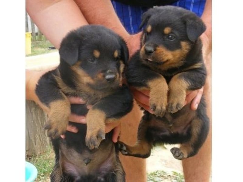 Rottweiler  Hündin – geimpft, entwurmt, gechipt, mit EU-Heimtierausweis