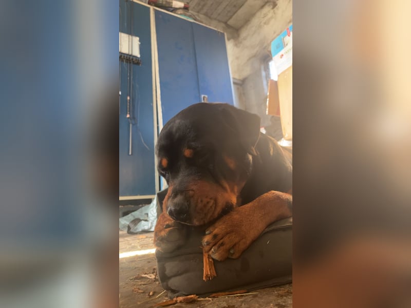 Rottweiler