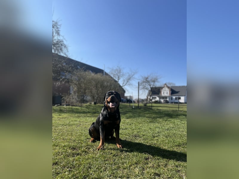 Rottweiler