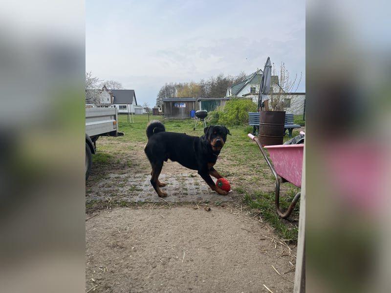 Rottweiler