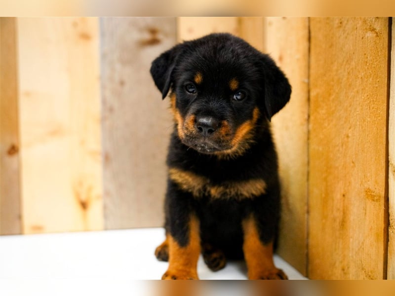 Rottweiler Welpen kräftige kleine Herzenshunde suchen Familie