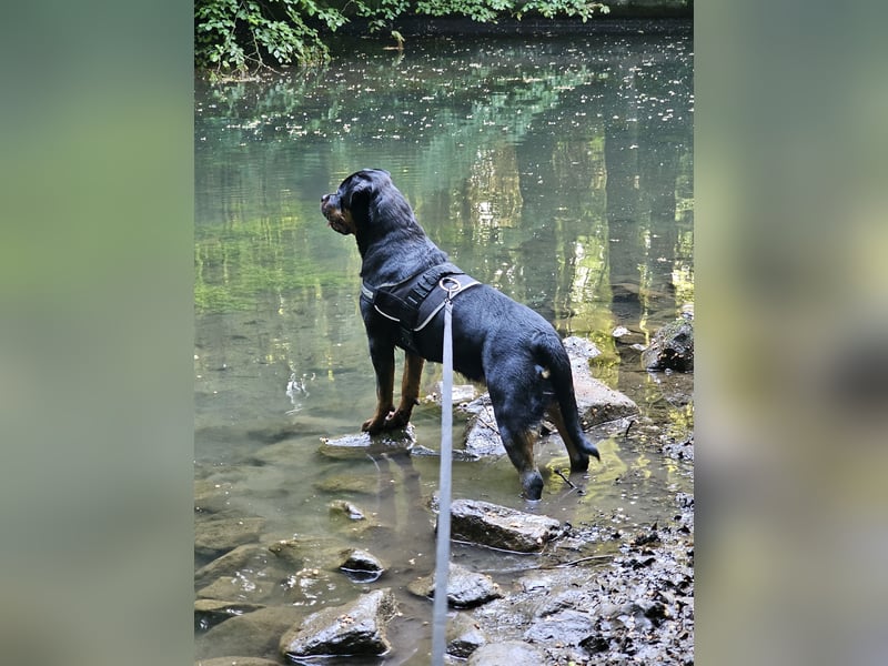 Schweren Herzens: ADRK-Rottweiler-Hündin sucht ein Zuhause auf Lebenszeit