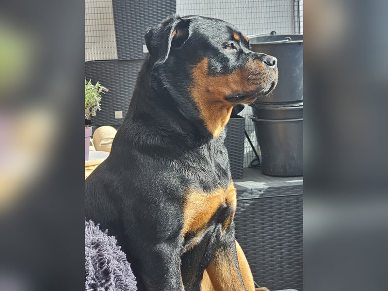 Schweren Herzens: ADRK-Rottweiler-Hündin sucht ein Zuhause auf Lebenszeit