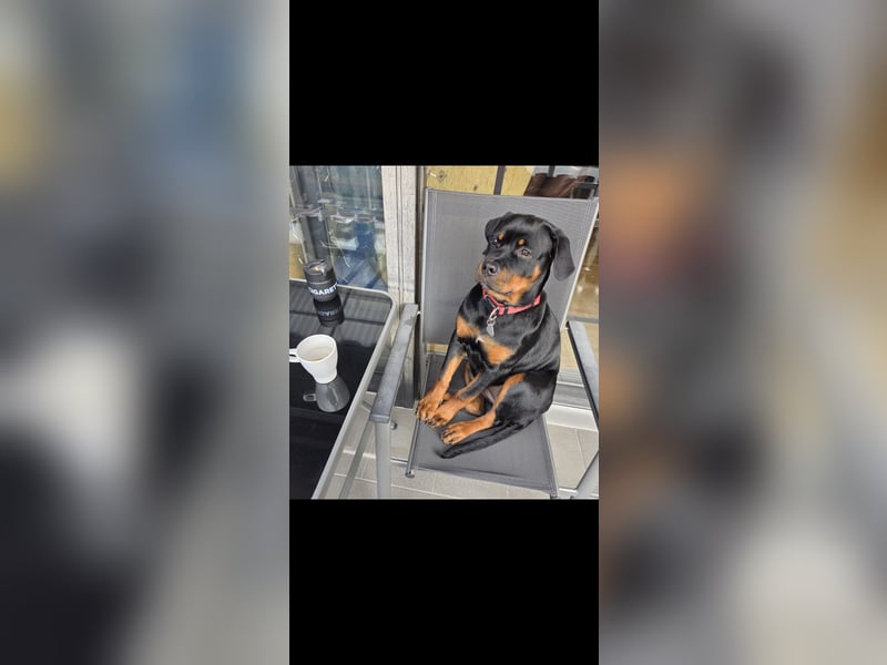Schweren Herzens: ADRK-Rottweiler-Hündin sucht ein Zuhause auf Lebenszeit