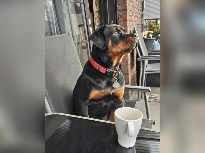 Schweren Herzens: ADRK-Rottweiler-Hündin sucht ein Zuhause auf Lebenszeit