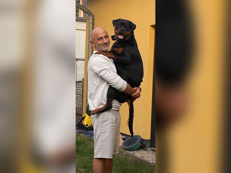 Schweren Herzens: ADRK-Rottweiler-Hündin sucht ein Zuhause auf Lebenszeit
