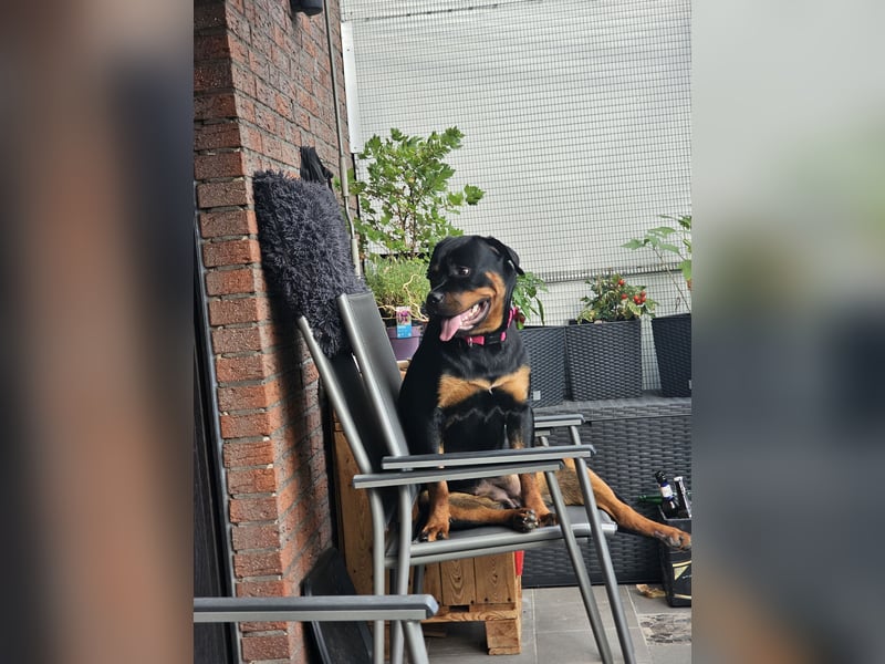 Schweren Herzens: ADRK-Rottweiler-Hündin sucht ein Zuhause auf Lebenszeit