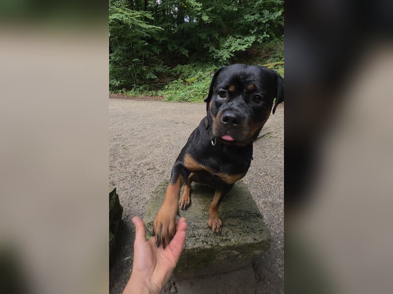 Schweren Herzens: ADRK-Rottweiler-Hündin sucht ein Zuhause auf Lebenszeit