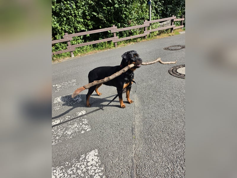Schweren Herzens: ADRK-Rottweiler-Hündin sucht ein Zuhause auf Lebenszeit