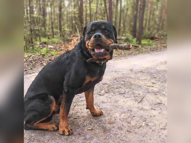 Drogo - ist katzenverträglich